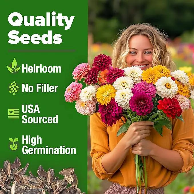 HOME GROWN 𝗨𝗦𝗔 𝗣𝗥𝗘𝗠𝗜𝗨𝗠 Zinnia Dahlia Seeds Pack for 2025 – 524 𝗡𝗢𝗡-𝗚𝗠𝗢 Flower Seeds | Vibrant Zinnia Elegans for Pollinator Gardens, Borders & Containers | Easy-to-Grow Outdoor Blooms by GreenHaven Gardens