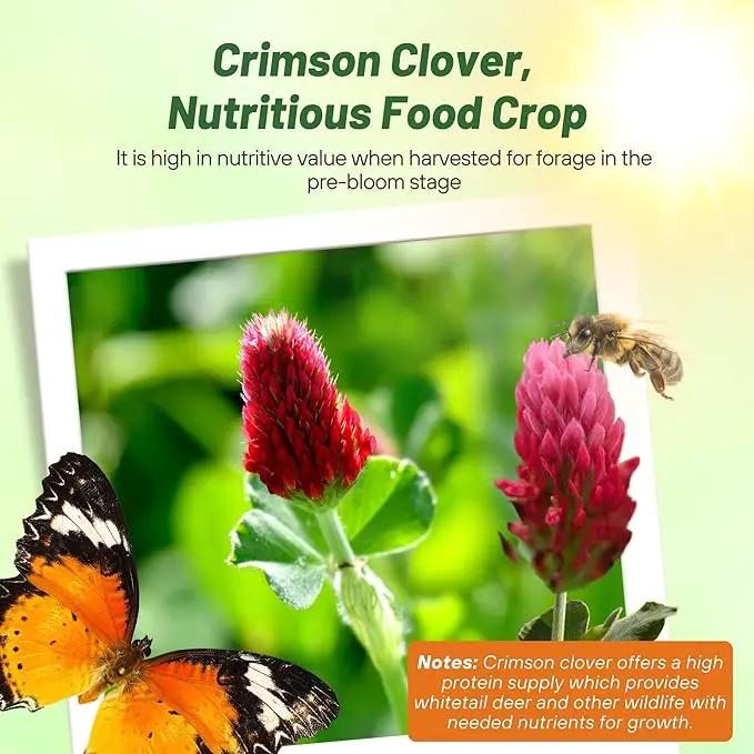 Outsidepride Crimson Clover Seeds - 40 lbs. Annual, Nitrocoated, & Inoculated Ground Cover Seeds, Ideal Clover Seed for Lawn, Cover Crop, Pasture, Hay, Green Manure & Wildlife Forage by GreenHaven Gardens