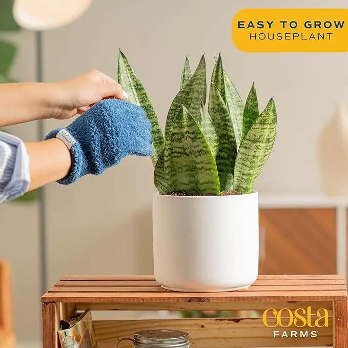 Costa Farms Snake, Sansevieria Mother-In-Law's Tongue in Mid-Century Modern Planter Stand Fits on Floor/Tabletops, Live Indoor Plant, 12-Inch Tall, Grower's Choice by GreenHaven Gardens