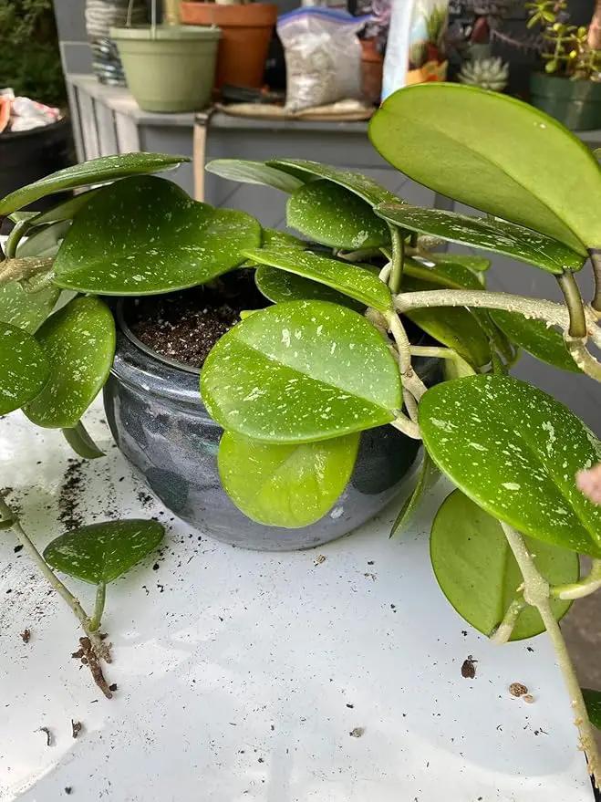 Hoya Plant Premium Potting Mix - 1 Quart - Optimal Balance for Thriving Hoyas: Air, Moisture, and Nutrient Retention by GreenHaven Gardens
