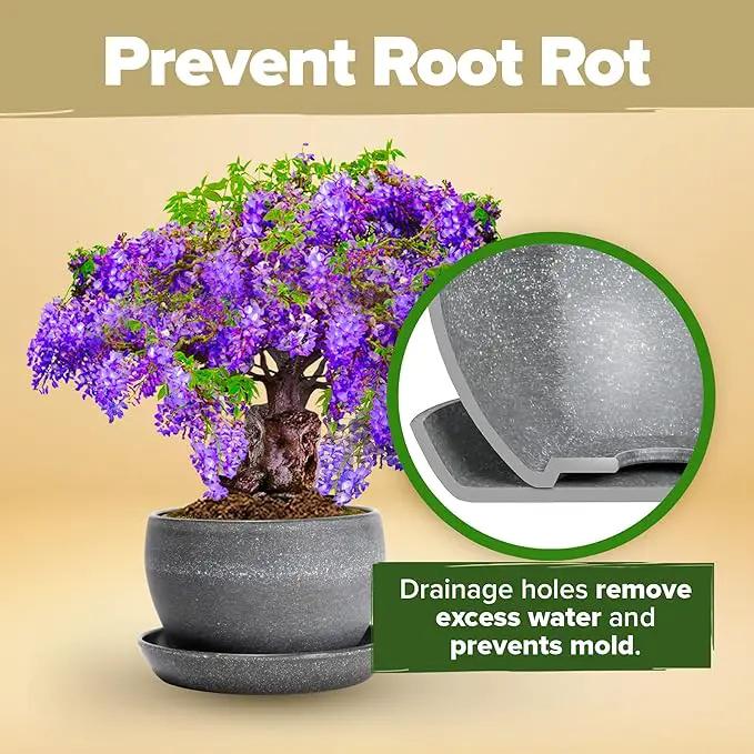 HOME GROWN Bonsai Tree Kit – Easy to Grow 4 Species of Bonsai w/Our Complete Plant Kit: Bonsai Pots & Peat Pellets Including a Bonus in-Depth Grow Guide - Great Gardening Gifts for Women and Men by GreenHaven Gardens