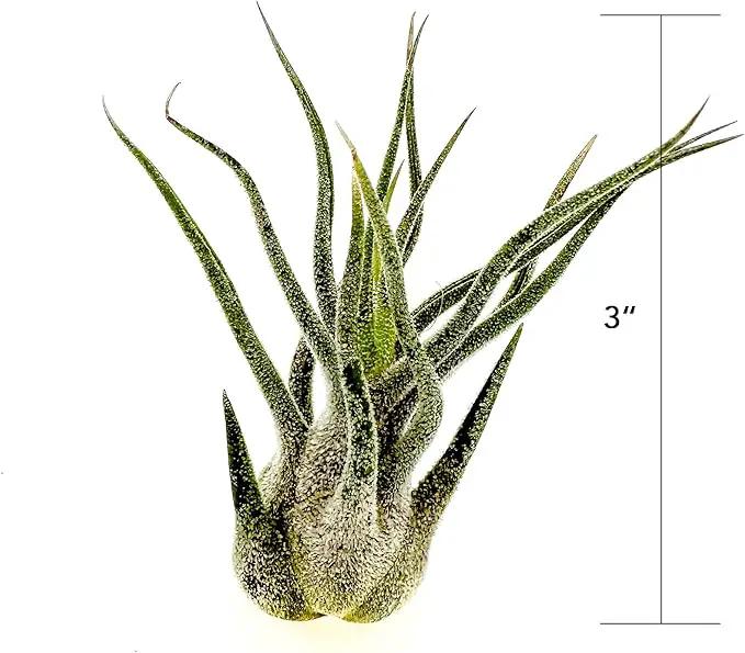 Air Plants - Tillandsia Pruinosa, Large 3-5" - 1ct - Live Arrival Guaranteed - House Plants for Home Decor & Gift by GreenHaven Gardens