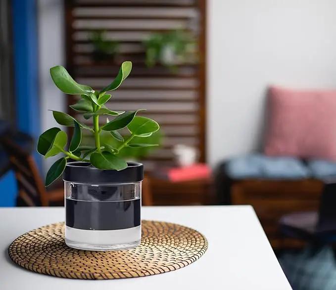 Phoenix Vine 4 Inch Self Watering Planter Pot, Black Terracotta Clay Pot with Glass Reservoir for Indoor Plants, Herbs, Flowers, Set of 4, 52-C-E-4 by GreenHaven Gardens