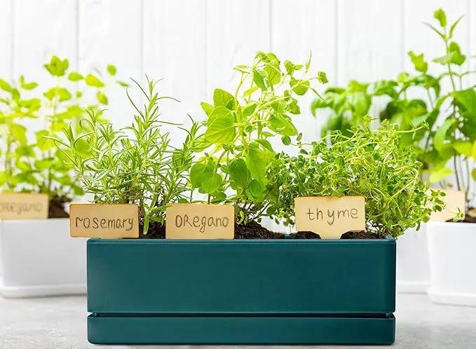 D'vine Dev 12 Inch Window Box Planter, Rectangle Plastic Herb Planter with Drainage Holes and Saucer, Indoor Succulent Cactus Vegetable Pot for Windowsill, Garden Balcony, Green, Set of 1, 76-X-C-1 by GreenHaven Gardens