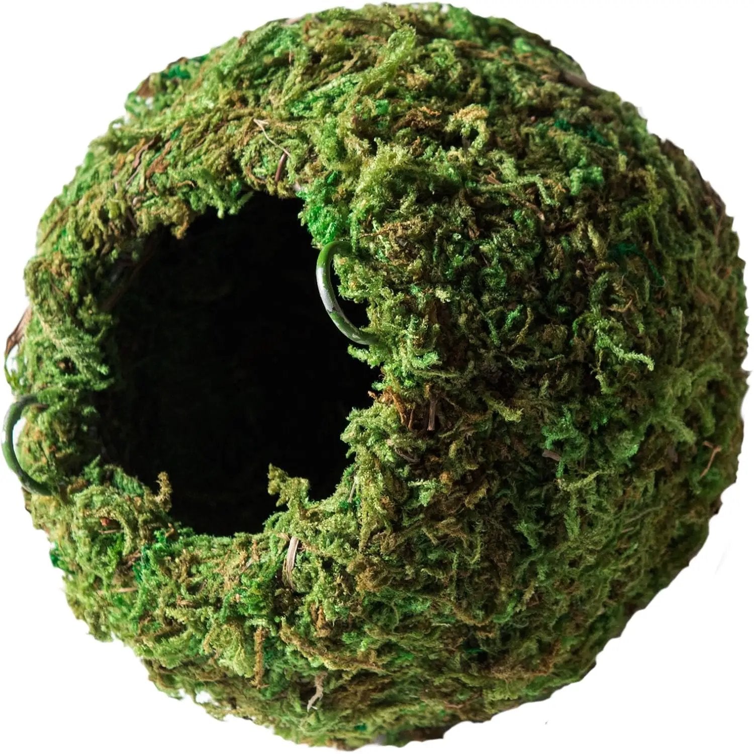 Galápagos (05346) Mossy Cave Hide, 4", Green by GreenHaven Gardens