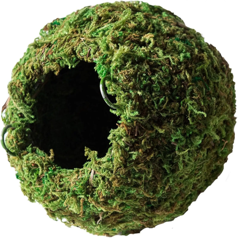 Galápagos (05346) Mossy Cave Hide, 4", Green by GreenHaven Gardens