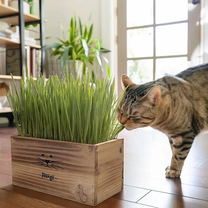 Organic Cat Grass for Indoor Cats - 4X Seed Packets | Pet Cat Grass Kit for Growing Wheat Grass w Planting Seeds, Tools & Planter by GreenHaven Gardens
