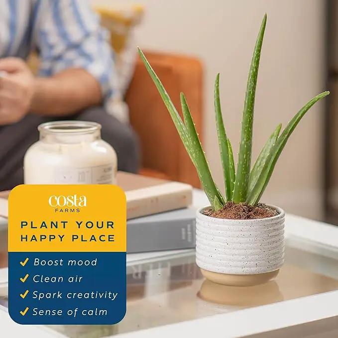 Costa Farms Aloe Vera, Live Succulent Plant, Easy Care Indoor Houseplant in Modern Décor Planter, Room Air Purifier, Tabletop, Office, Desk or Home Décor, Birthday, Gardening Gift, 10-12 Inches Tall by GreenHaven Gardens