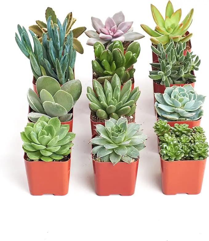 Shop Succulents Unique Succulent Plant Pack Collection - Live Mini Succulent Plants, Low Maintenance, Exceptional Colors & Textures - Wedding and Party Favors, Gift & Garden, Pack of 12 by GreenHaven Gardens