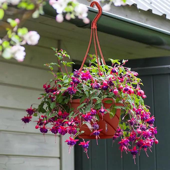 Tioncy 50 Pcs Plastic Hanging Planter Round Hanging Pot for Plants Containers with Hook Flower Plant Pots Holders for Outdoor Indoor Plant Balcony Garden Decor(Coffee) by GreenHaven Gardens