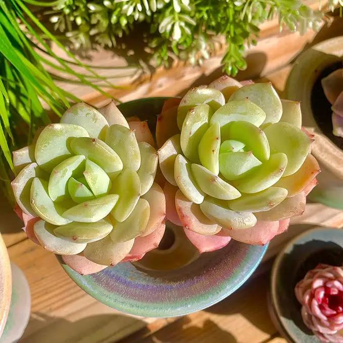 FWPP Live Succulents Plants Echeveria Love Song 2 Heads 3 inches,Rare Succulents Bare Root Without Pot Soil, Live Plants Indoor Office Decoration Wedding and Gift by GreenHaven Gardens