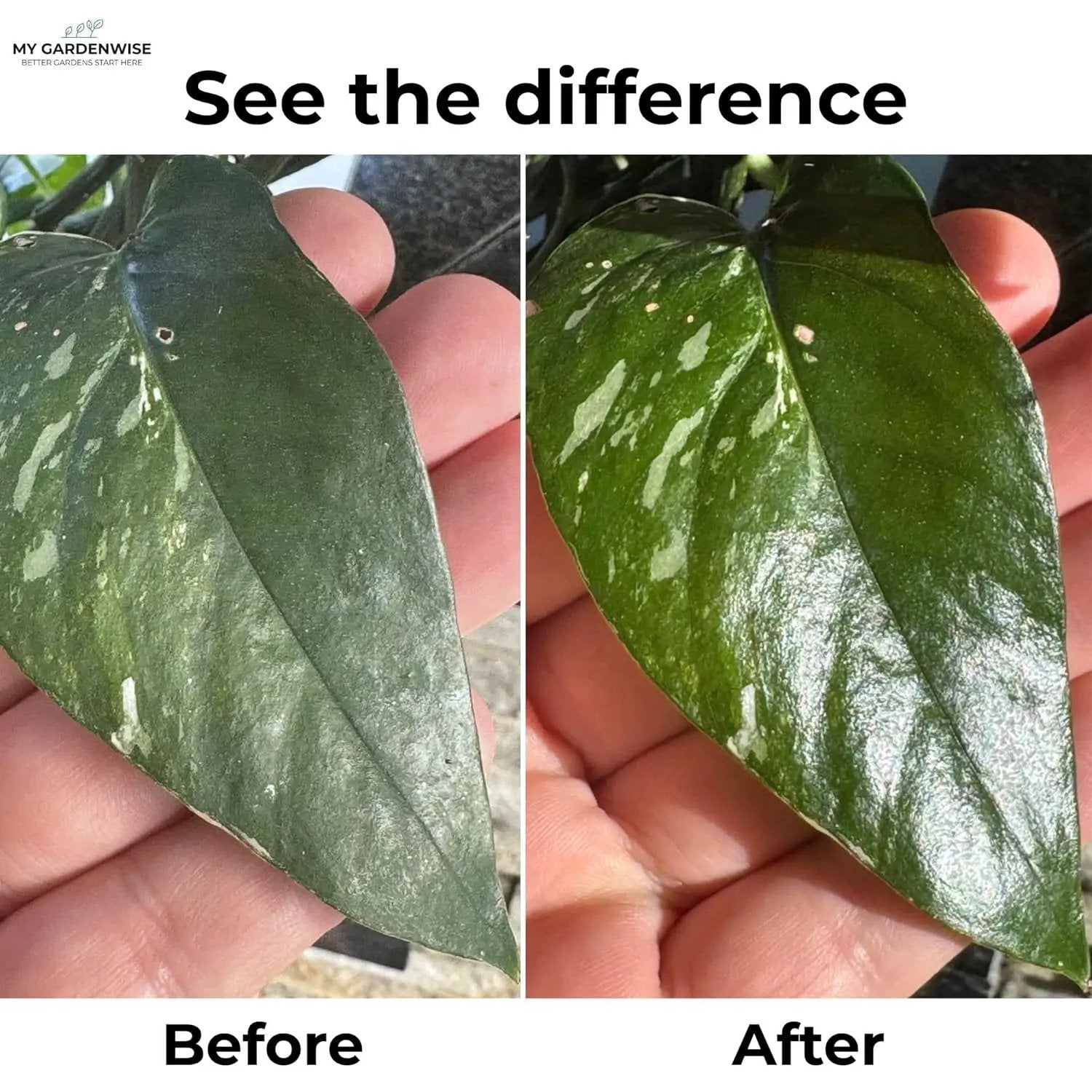 Leaf Shine Spray for Indoor Plants – Plant Leaf Cleaner & Shine for Real House Plants – Fragrance-Free, Non-Sticky, Streak-Free Finish, 16 fl oz by GreenHaven Gardens