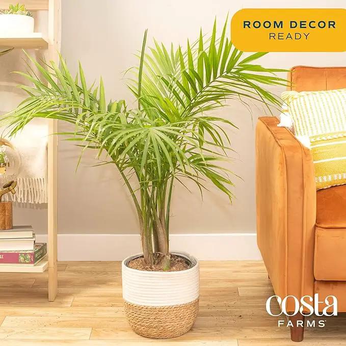 Costa Farms Majesty Palm Live Plant, Indoor and Outdoor Live Palm Tree, Potted in Premium Decor Planter, Tropical Patio, Balcony, Home Decor, Perfect House Plant Gift for Housewarming, 3-4 Feet Tall by GreenHaven Gardens