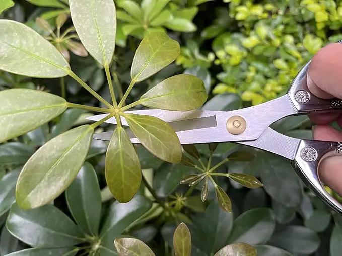 Indoor Plant Shears Garden Scissors, Flower Pruners Made of Japan SK5 Stainless Steel, Flowers Herbs and Plant Cutters, Clippers, Trimmers, Loppers, Bonsai Potted Plant Pruning Scissors by GreenHaven Gardens