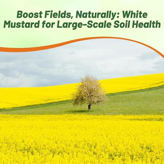 Outsidepride White Mustard Seeds for Planting - 5 lb Annual Cover Crop Seeds w/Deep Root System, High Protein Forage, Ideal for Soil Fertility, Crop Rotations, & Livestock Nutrition by GreenHaven Gardens