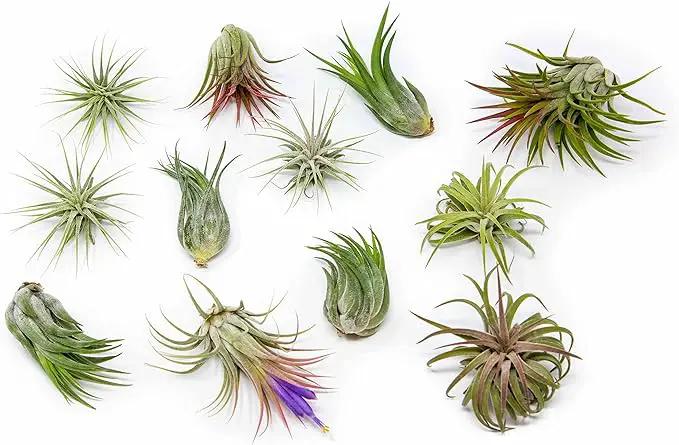 25 Pack Air Plants Assorted Tillandsia Ionantha - Live Succulent House Plants - Available in Wholesale and Bulk - Home and Garden Decor - Easy Care Indoor and Outdoor Plants by GreenHaven Gardens