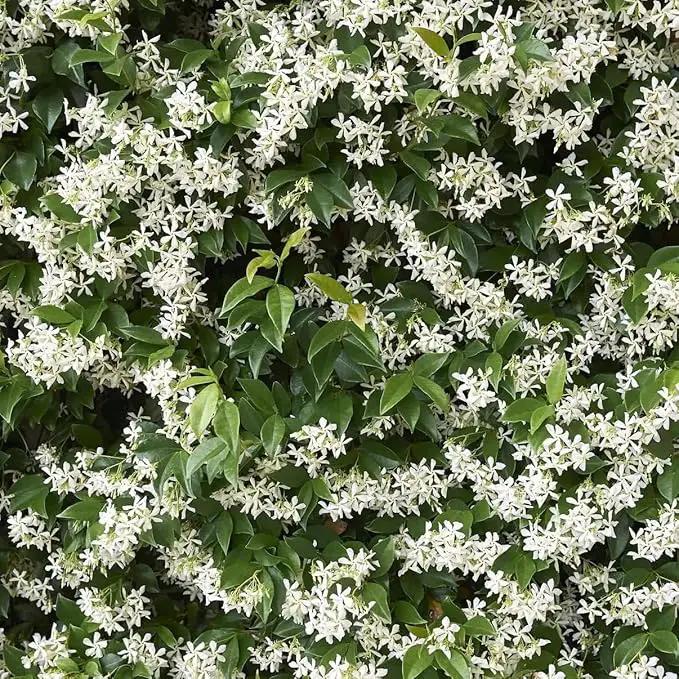 Star Jasmine/Confederate Jasmine - Trachelospermum Jasminoides. Live. Fragrant Flowers. (2 Plants in Sac) by GreenHaven Gardens
