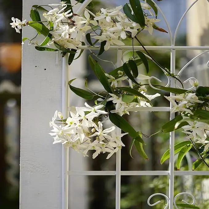 2 Pack Metal Garden Trellis 71" H Fence Rustproof Garden Trellis for Climbing Plants Support Roses Flower Outdoor Lawn, Cream White by GreenHaven Gardens