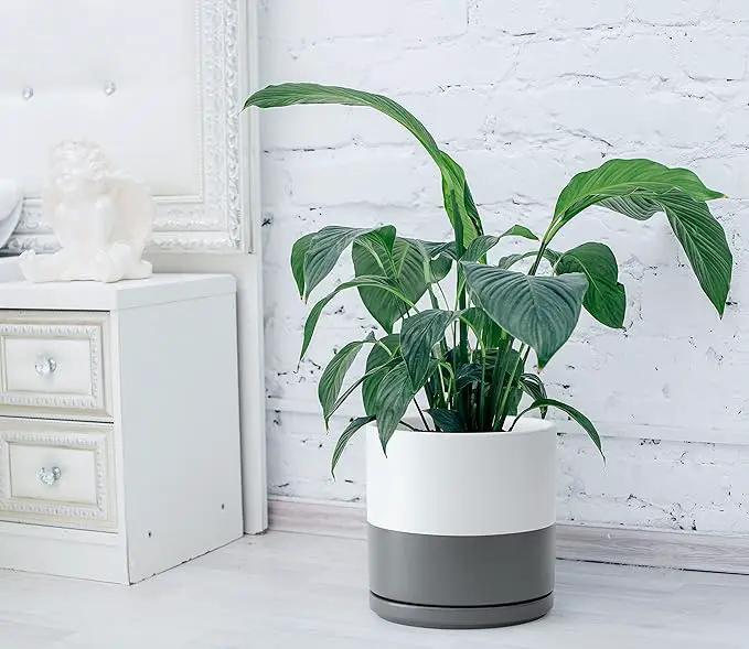 D'vine Dev 10 Inch Ceramic Planter Pot with Drainage Hole and Saucer, Indoor Cylinder Round Planter Pot, White/Speckled Grey, 94-O-E-6 by GreenHaven Gardens