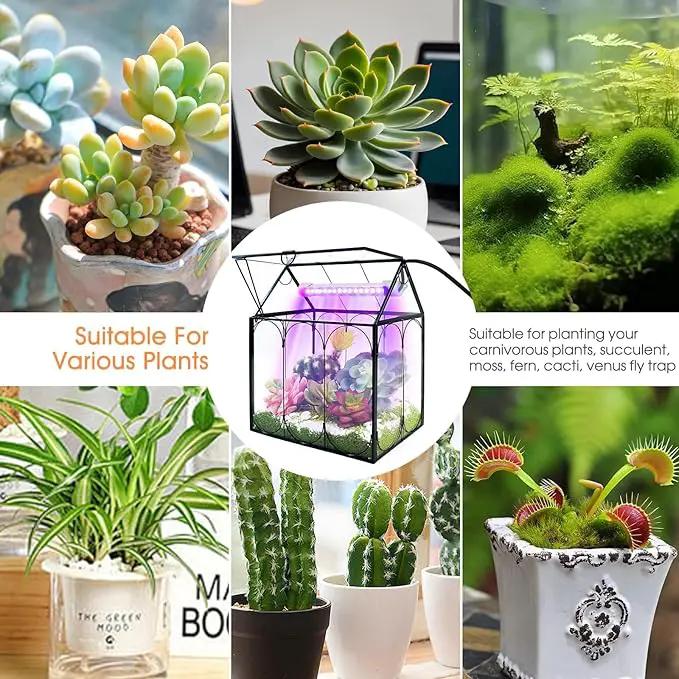 Plant Terrarium Kit with Grow Light, Rifny Large Glass Terrarium Jar with Absorbent Mat and Lid for Venus Fly Trap Succulent Live Air Plants Indoor Home Office Decor (Black, 8.9 x 5.9 x 9.9 inch) by GreenHaven Gardens