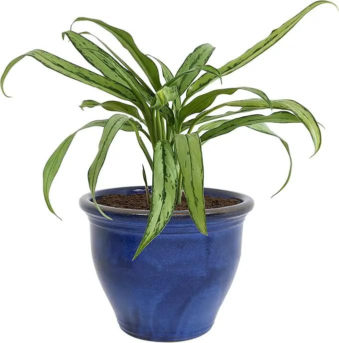 Sunnydaze 18.5" Large Ceramic Plant Pot - Round Outdoor Glazed Ceramic Planter Pot with Drainage - Imperial Blue - Studio by GreenHaven Gardens