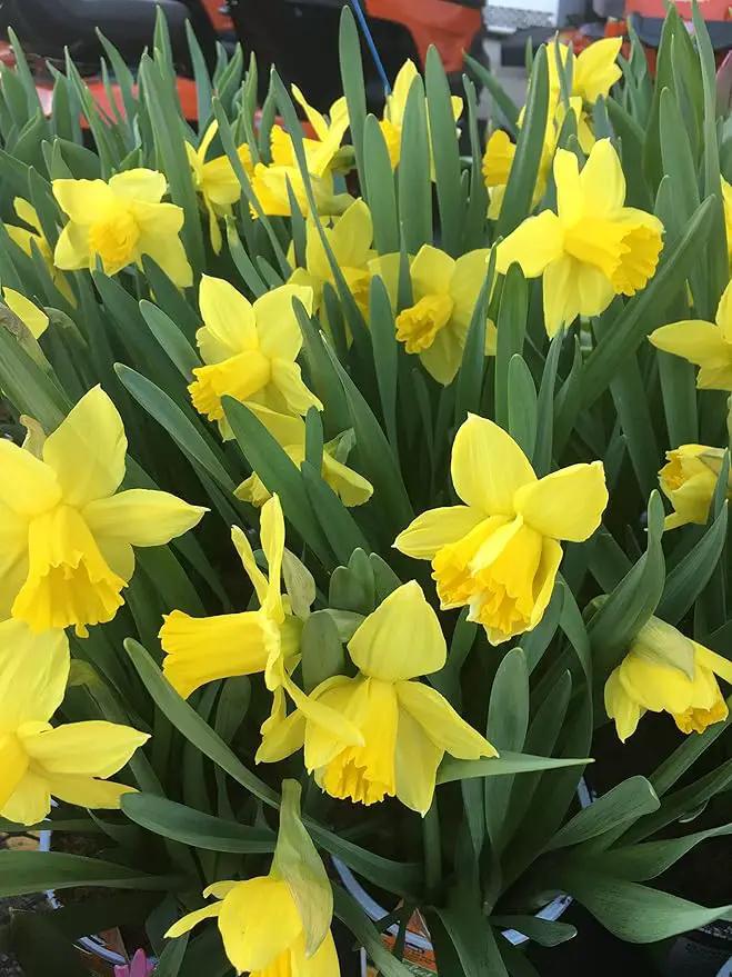 Dutch Master Daffodils (25 Bulbs) - Yellow Daffodil Narcissus Bulbs by GreenHaven Gardens
