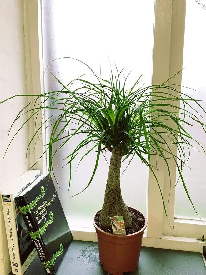 Ponytail Palm - 3 Live Plants in 6 Inch Growers Pots - Beaucarnea Recurvata - Beautiful Clean Air Indoor Succulent Houseplant by GreenHaven Gardens