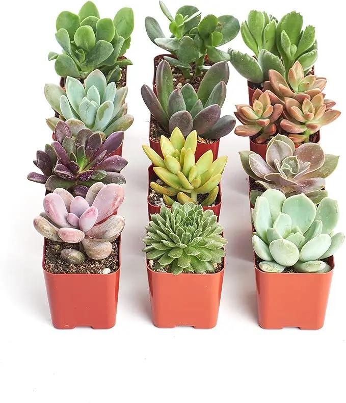 Shop Succulents Unique Succulent Plant Pack Collection - Live Mini Succulent Plants, Low Maintenance, Exceptional Colors & Textures - Wedding and Party Favors, Gift & Garden, Pack of 12 by GreenHaven Gardens