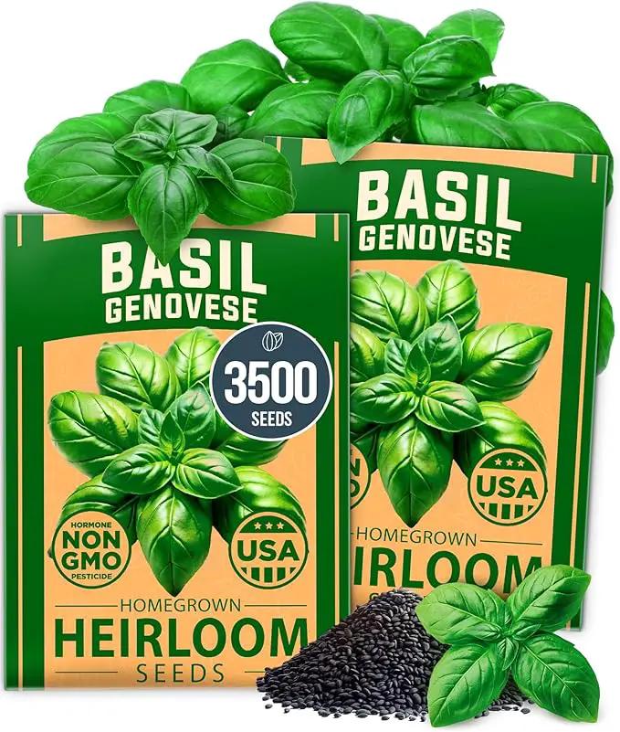 HOME GROWN Genovese Basil Seeds 2 Pack - 3500 𝗡𝗢𝗡-𝗚𝗠𝗢 𝗨𝗦𝗔 Heirloom Basil Seeds for Planting (Ocimum basilicum) - Herb Seeds for Indoor & Outdoor Gardening - Grow for Culinary Use by GreenHaven Gardens