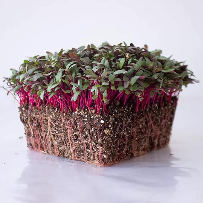 Beet Seeds - Red Round - 1 Oz ~1,500 Seeds - Beta vulgaris - Microgreens Seed - Non-GMO, Heirloom, Open Pollinated, Annual by GreenHaven Gardens