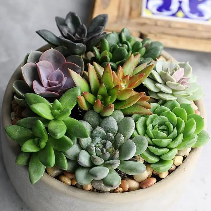 Altman Plants, Live Succulents Plants Live Houseplants (6PK), Succulents Live Plants Live House Plants Indoors Live, Live Cactus Plants Live Cacti Succulent Plants Live Indoor Plants Live Houseplants by GreenHaven Gardens