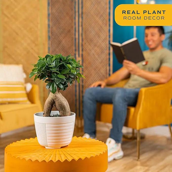 Costa Farms Mini Bonsai Live Indoor Tree, Grower's Choice, 1-Year Old, Potted in Indoor Planter Plant Pot, Tabletop Office and Home Décor, 10-Inches Tall by GreenHaven Gardens