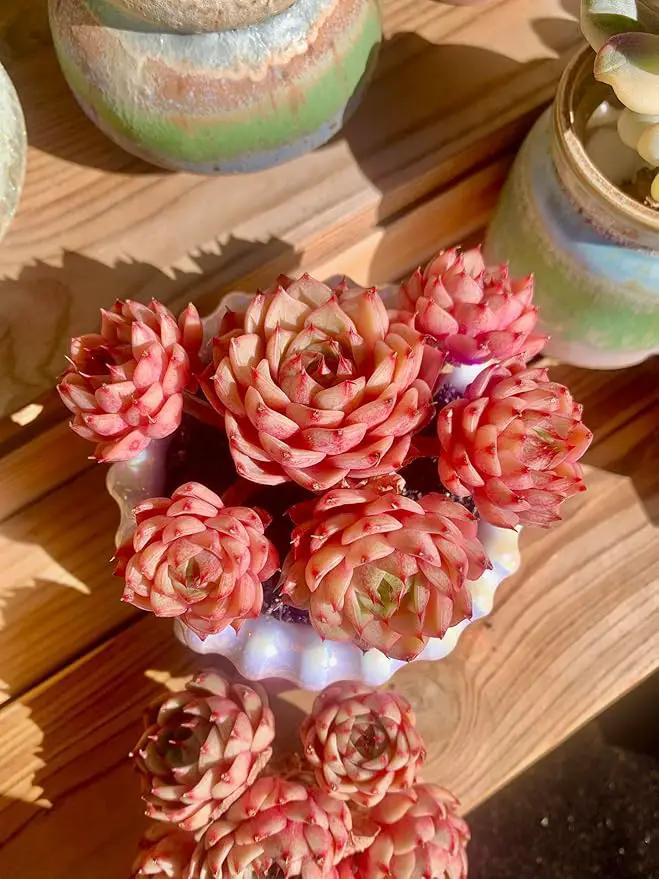 Echeveria Ben Badis Rare Live Succulent Plants, Red 4-5 Heads 3" Live Plant, Package Without Pot & Soil, Garden Indoor Office Desk, Wedding Party Baby Shower Decoration, Friend Plant Lovers Gifts by GreenHaven Gardens