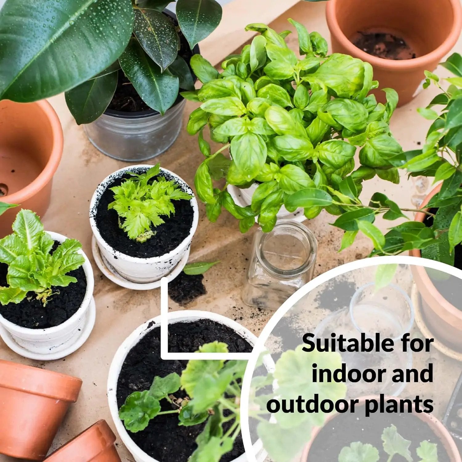 SUPERthrive Plant Vitamin Solution, 1 Pint by GreenHaven Gardens