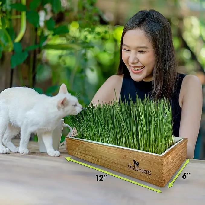 Cat Grass Refills for Self Watering Cat Grass Kit - 4 Mats and 4 Cat Grass Seed Packets (Cat Grass Refill Kit) by GreenHaven Gardens