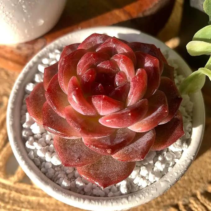 FWPP Live Succulents Plants Echeveria Snow Lotus 2 inches,Rare red Succulents Bare Root Without Pot Soil, Live Plants Indoor Office Decoration Wedding and Gift by GreenHaven Gardens