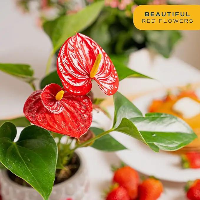 Costa Farms Anthurium Plant, Live Indoor Houseplant with Red Flowers, Easy Grow Flowering House Plant in Cute Décor Pot, Birthday, Housewarming, Get Well Soon, Home, Room, Office Décor, 12-Inches Tall by GreenHaven Gardens