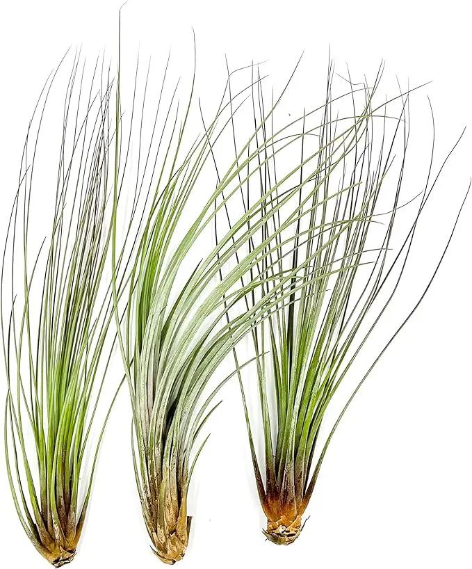Air Plants Bulk - Tillandsia Juncea Wholesale, Jumbo 8-12" - 30ct - Live Arrival Guaranteed - House Plants for Home Decor & Gift by GreenHaven Gardens