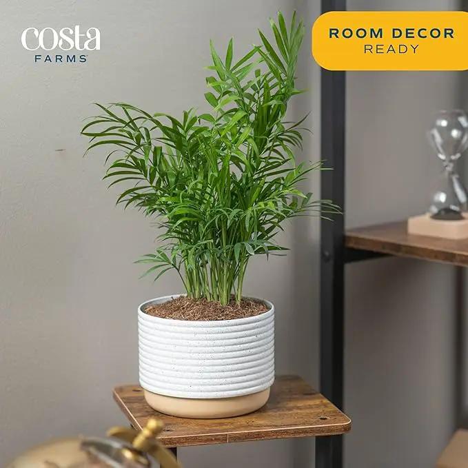 Costa Farms Parlor Palm, Neanthebella Tropical Live Plant, Easy to Grow Palm Houseplant Potted in Décor Plant Pot, Unique Plant Lover Gift, Living Room Home and Office Décor, 1 Foot Tall by GreenHaven Gardens