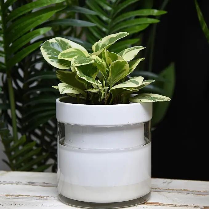 Phoenix Vine 6 Inch Self Watering Planter, White Terracotta Clay Pot with Glass Reservoir for Indoor Plants, Herbs, Flowers, Set of 1, 52-B-F-1 by GreenHaven Gardens
