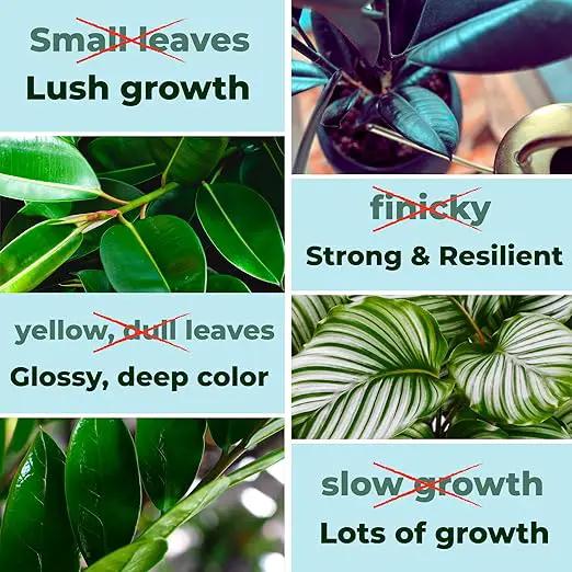 Big Green Leaves | Superfood Houseplant Fertilizer, Indoor Plants - Water Soluble Plant Food + Organic Kelp | 4X More Concentrated | 12-4-8 NPK (1LB) by GreenHaven Gardens