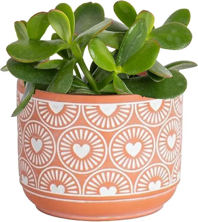 Costa Farms Succulent Plant, Live Jade Plant, Potted in Cute Decor Plant Pot with Potting Soil Mix, Room and Plants Home Decor, Housewarming, Birthday Gift, 6-8 Inches Tall by GreenHaven Gardens