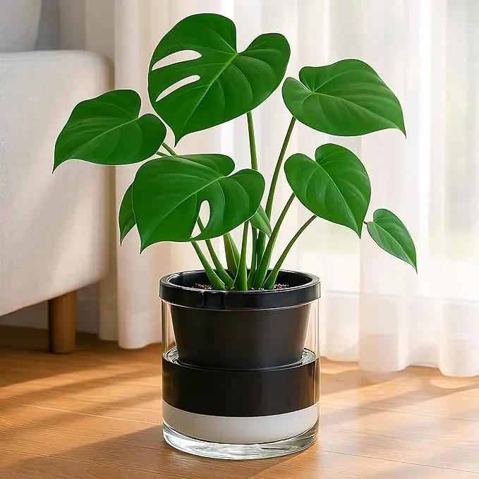 D'vine Dev 8 Inch Design Self Watering Planter for Indoor Plants, Black Terracotta Pot with Cylinder Glass Cup, 37-X-C-3 by GreenHaven Gardens