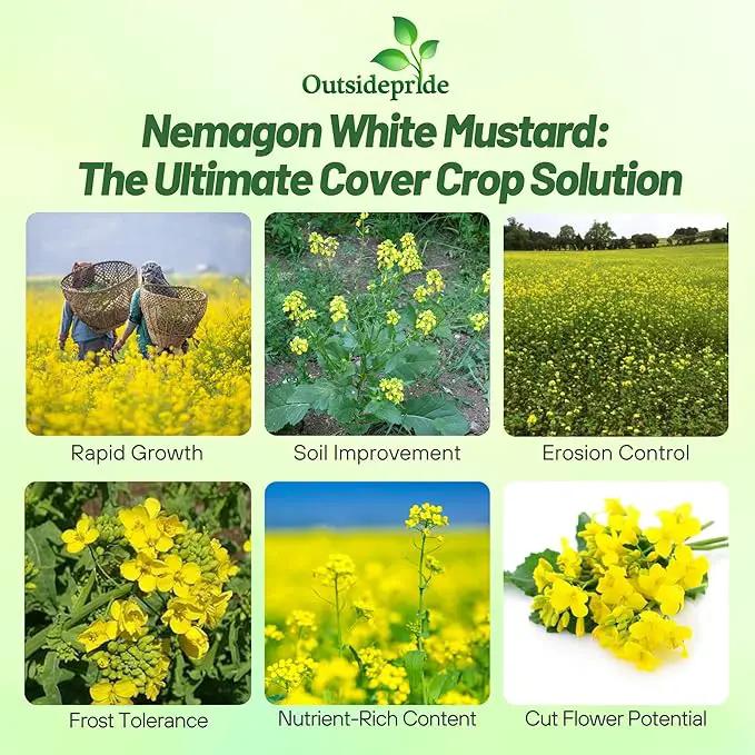 Outsidepride White Mustard Seeds for Planting - 50 lb Annual Cover Crop Seeds w/Deep Root System, High Protein Forage, Ideal for Soil Fertility, Crop Rotations, & Livestock Nutrition by GreenHaven Gardens