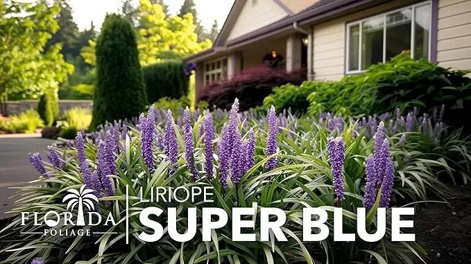 Liriope Super Blue | 10 Live 4 Inch Plants | Liriope muscari 'Super Blue' | Ornamental Ground Cover Plants | Shade-Tolerant Landscaping Perennial by GreenHaven Gardens