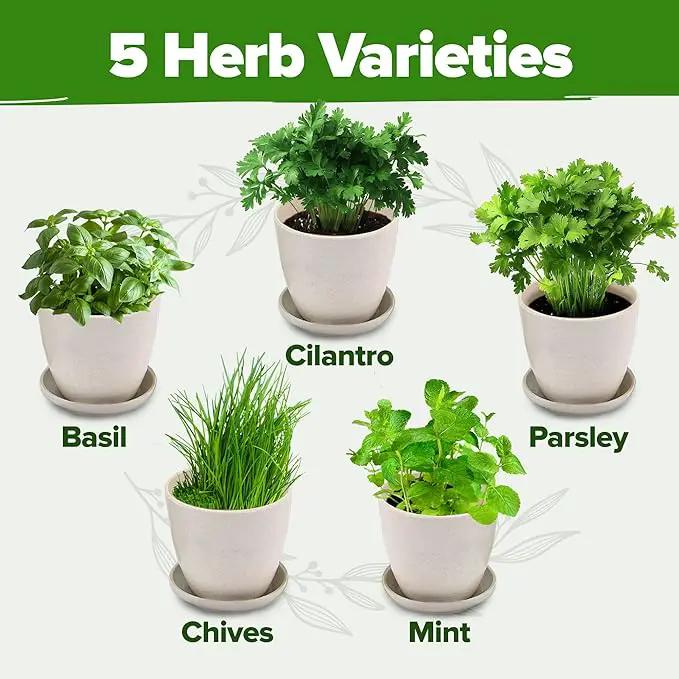 HOME GROWN Indoor Herb Garden Starter Kit - Christmas Gift for Gardeners - Complete 5 Herb Plant Grow Kit - Unique Gift for Mom, Women, Her, Men - Birthday Gift by GreenHaven Gardens