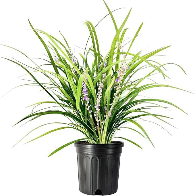 Liriope Super Blue | 1 Large Gallon Size Plant | Liriope muscari 'Super Blue' | Ornamental Ground Cover Plants | Shade-Tolerant Landscaping Perennial by GreenHaven Gardens