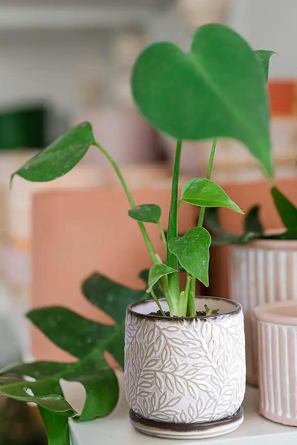 D'vine Dev 4 Inch Embossed Leaves Stoneware Planter Pot with Drainage Hole and Saucer, Smoked White, Set of 1, 27-A-Z-1 by GreenHaven Gardens