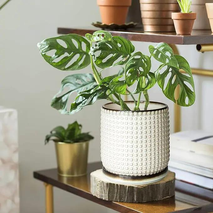 D'vine Dev 6 Inch Ceramic Beaded Stoneware Planter Pot - Flower Pot with Drainage Holes and Saucers for Indoor Succulent Plants or Flowers, Smoked White, 27-C-X-1 by GreenHaven Gardens