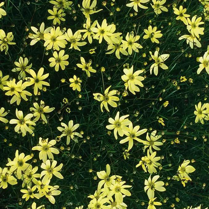 Clovers Garden Coreopsis Moonbeam (Tickseed) Plants – Two (2) Live Plants – Non-GMO - Not Seeds - Each 4" to 8" Tall – in 4" Inch Pots – Hardy Flowering Perennial, Pollinator Favorite by GreenHaven Gardens